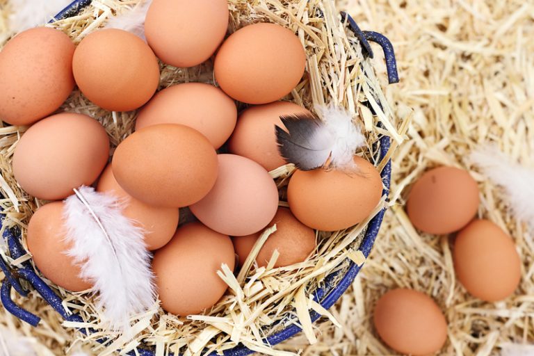 Want a Chicken's Eggs to Taste Incredible? Feed Chickens These 3 Things