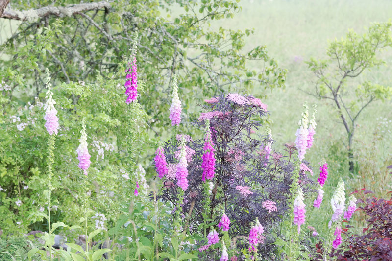 foxglove