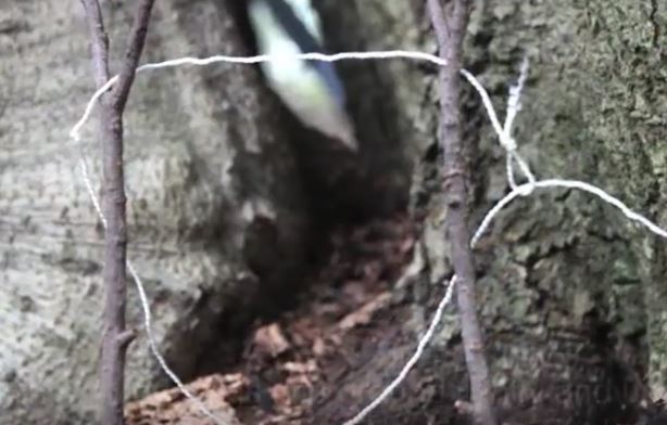 paracord snare