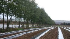 plastic sheeting on garden