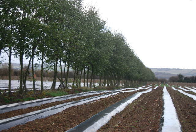 plastic sheeting on garden