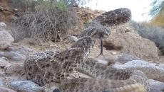 diamondback rattlesnake