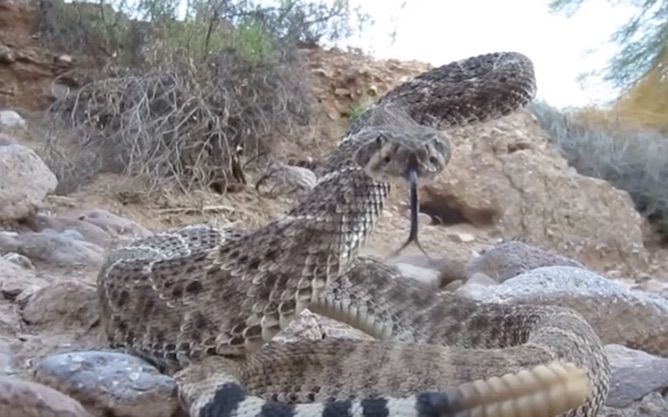 diamondback rattlesnake