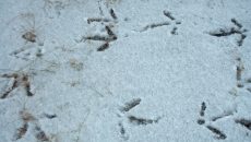 turkey tracks