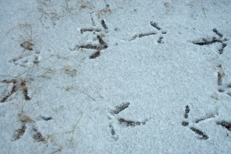 turkey tracks