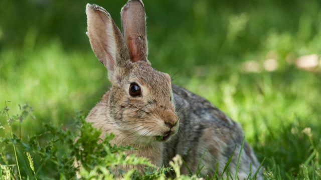 wild rabbit