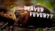 Beaver Fever