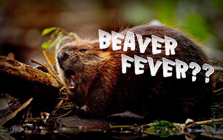 Beaver Fever