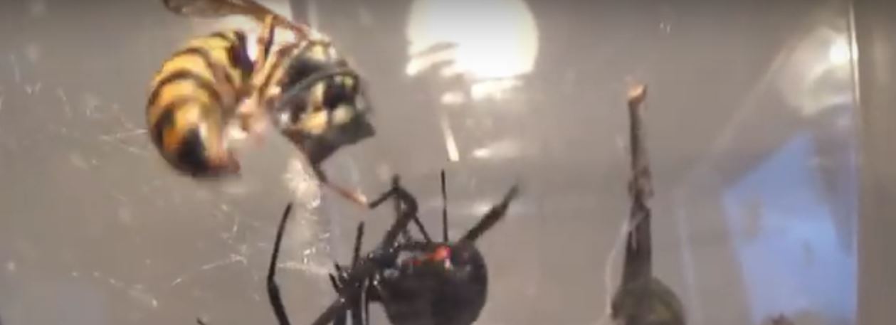 wasp vs black widow