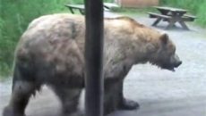 bear walks by ranger station