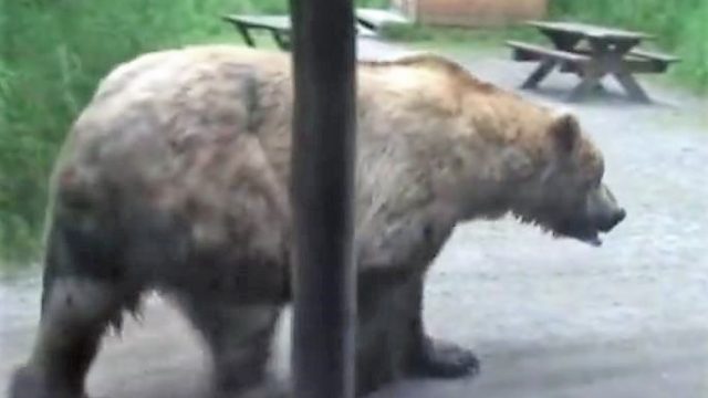 bear walks by ranger station