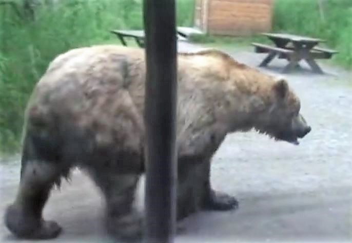 bear walks by ranger station