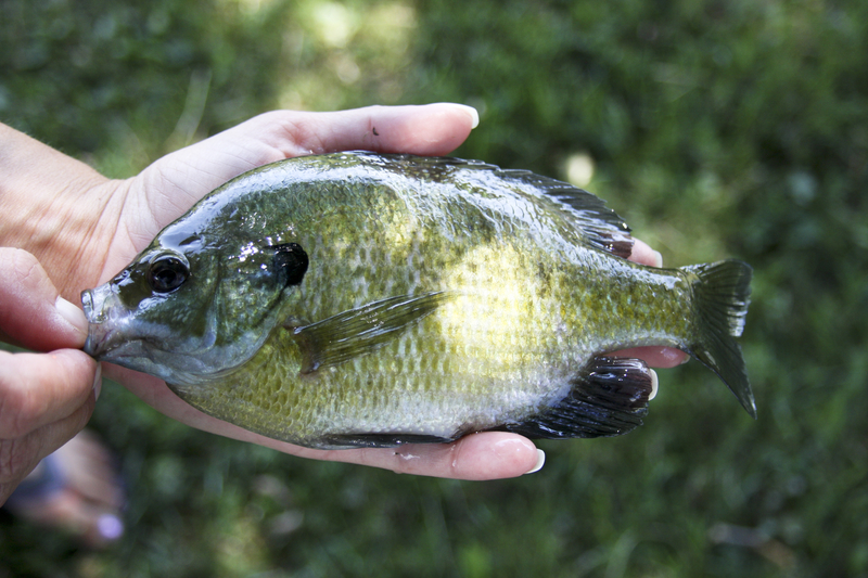 bluegill