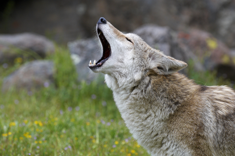 coyote howling