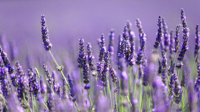 Lavender