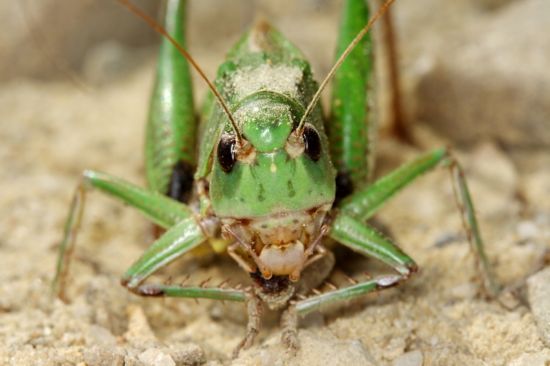 grasshopper