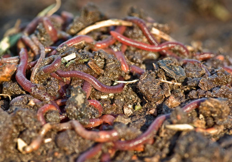 garden worms