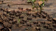 termites on wood