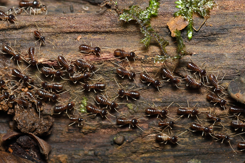 termites on wood