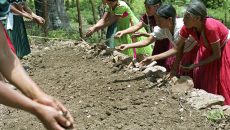 Native Americans farming