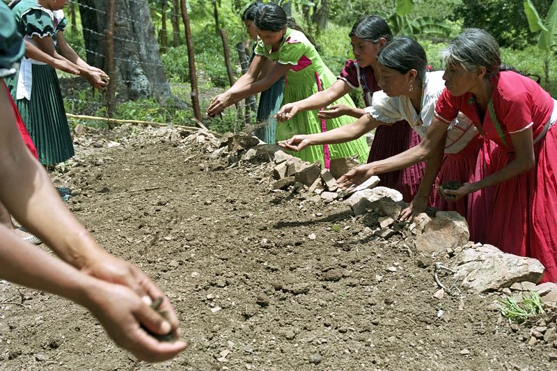 Native Americans farming