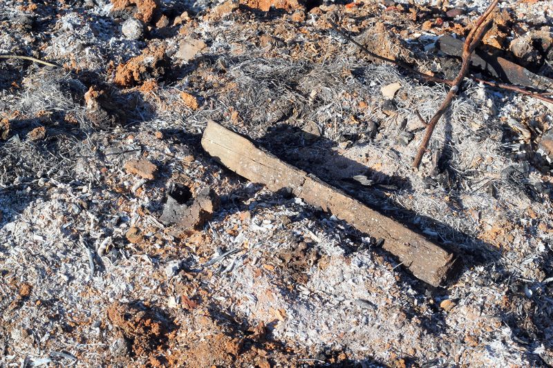 charred wood in ash