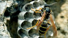 wasps