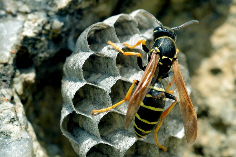 wasps