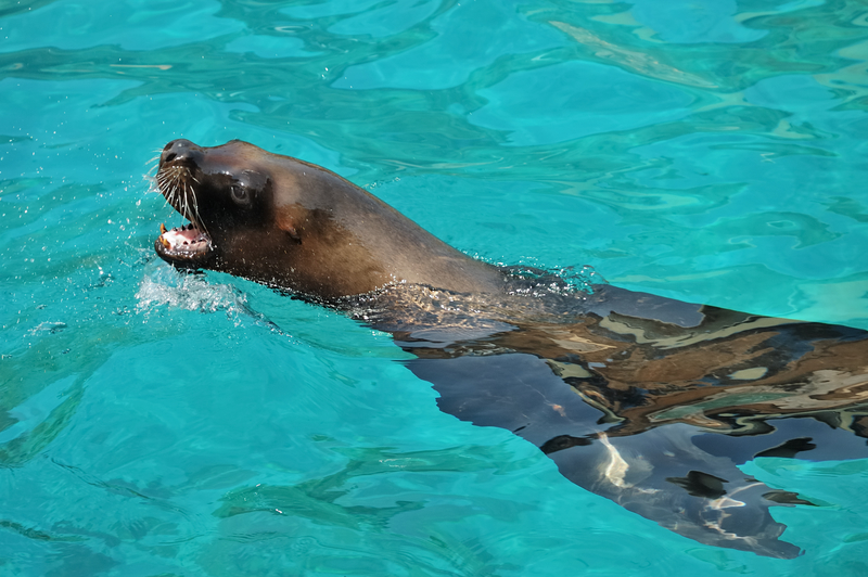 sea lion