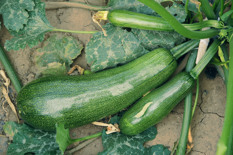 summer squash