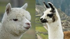 Llama_Alp