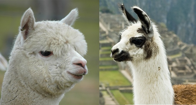 Llama_Alp