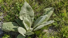 Mullein