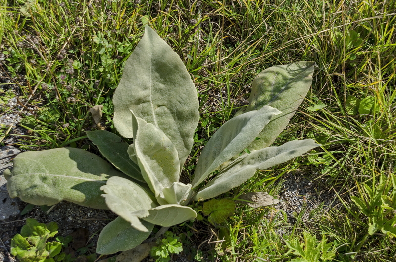 Mullein