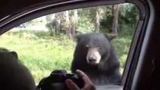 bear opens car door