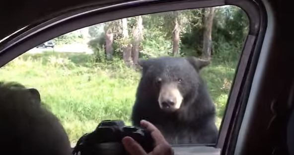 bear opens car door