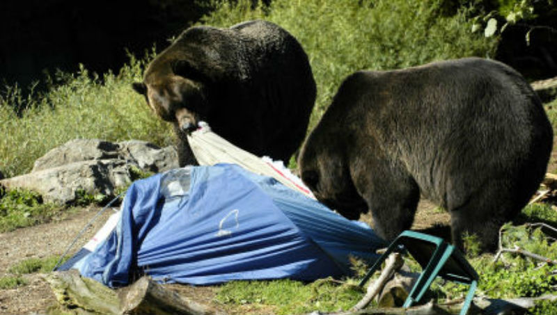 bears tear a part campsite