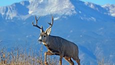 buck in front of a peak