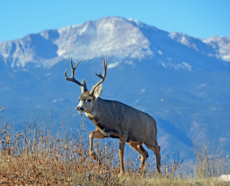 buck in front of a peak