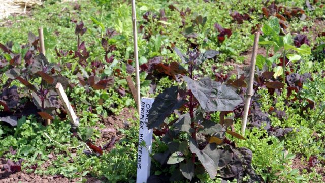 growing spinach