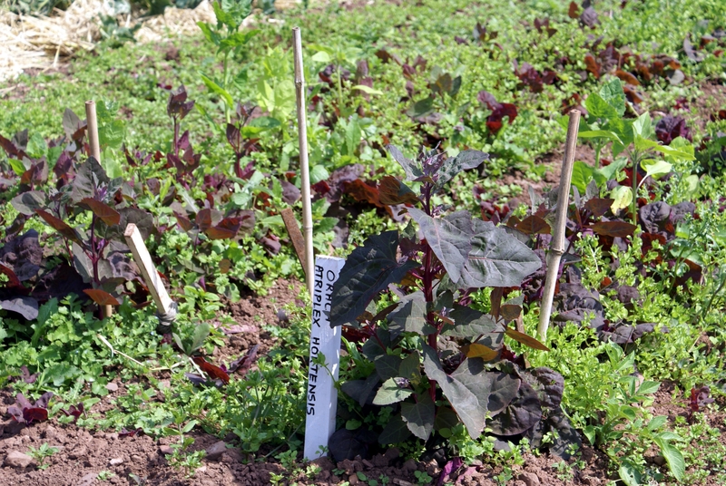 growing spinach