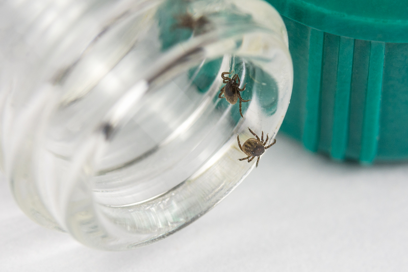 ticks on bottle