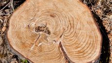 tree stump with rings