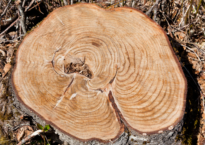 tree stump with rings