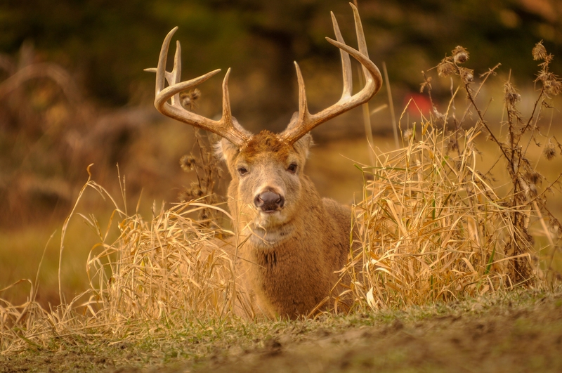 white tail deer