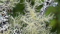 Usnea plant