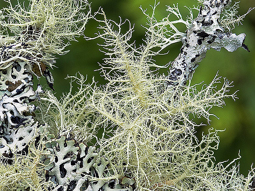 Usnea plant