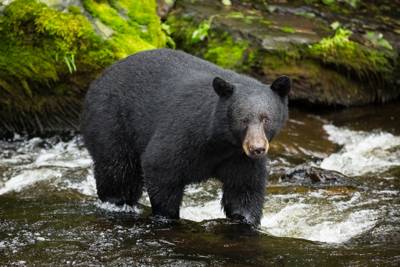 black bear