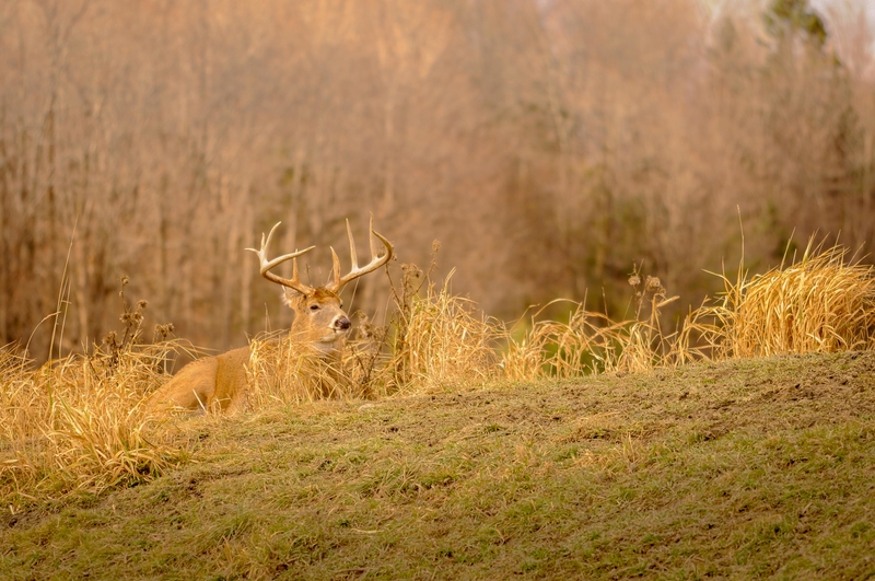 deer during hunting season