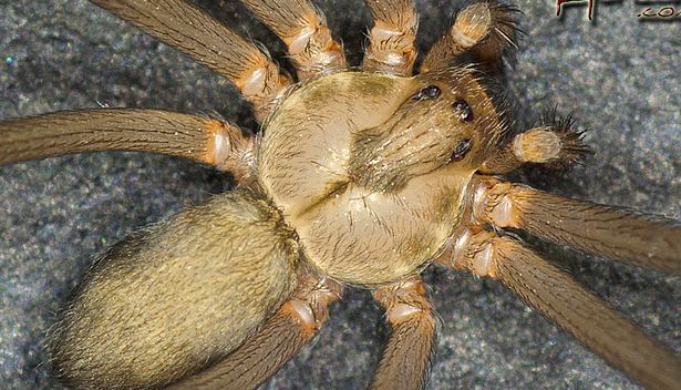 brown recluse